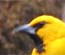 Altamira Oriole